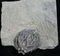 Indiana Crinoid Crown, Cyathocrinites Harrodi #8338-2